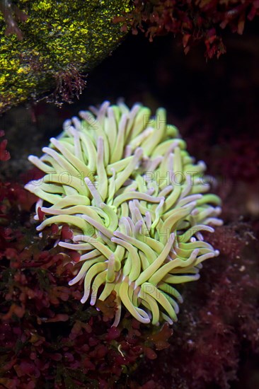 Beadlet anemone