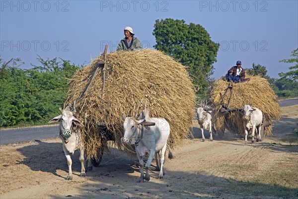 Wooden carts loaded with hay pulled by zebus