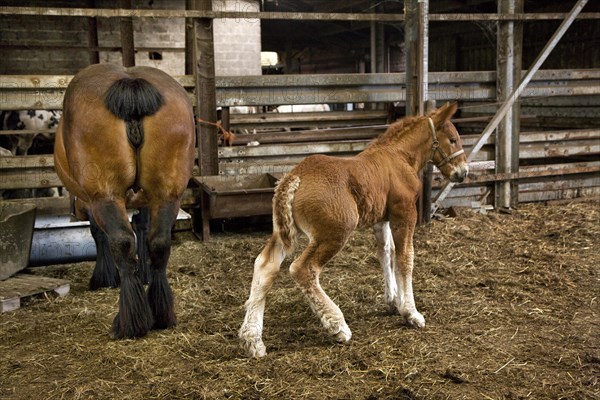 Foal and mare Belgian draft horse