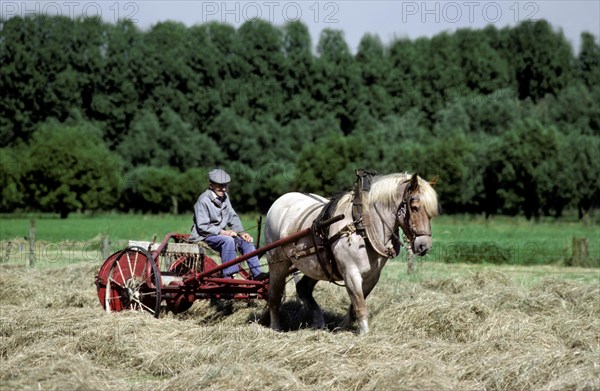 Farmer with draught horse