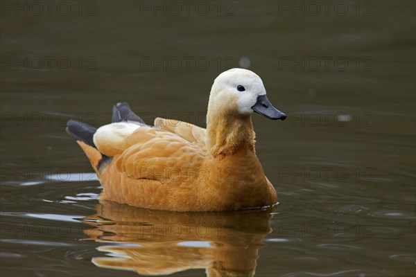 Ruddy shelduck