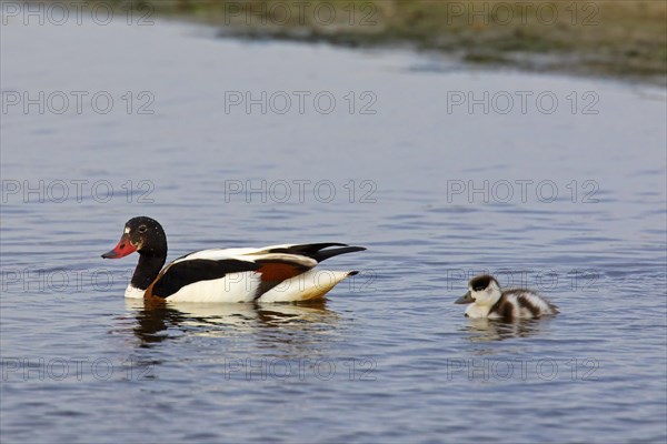 Common shelduck