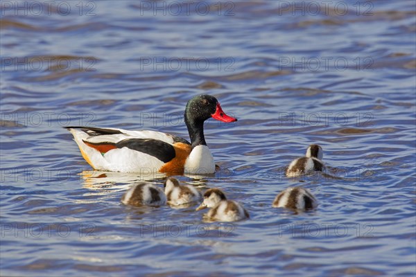 Common shelduck