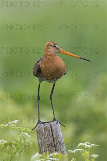 Black-tailed godwit