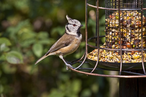 European Crested tit