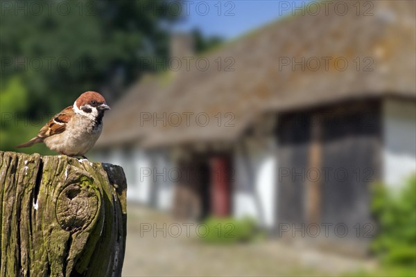 Eurasian tree sparrow