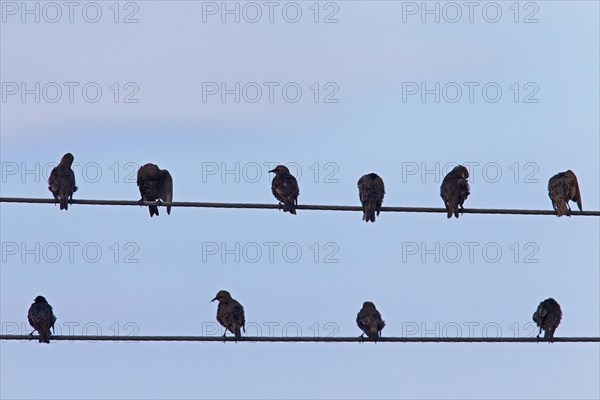 Flock of European starlings