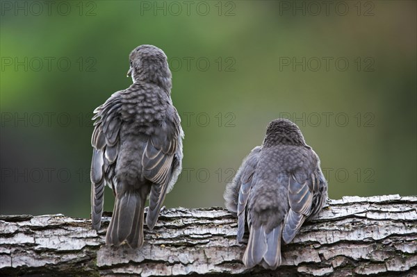 Two Common Starling