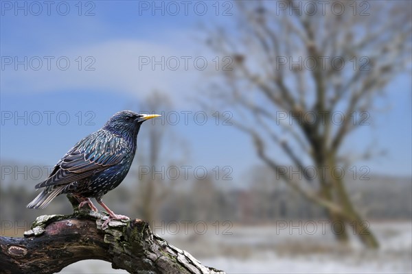 Common starling