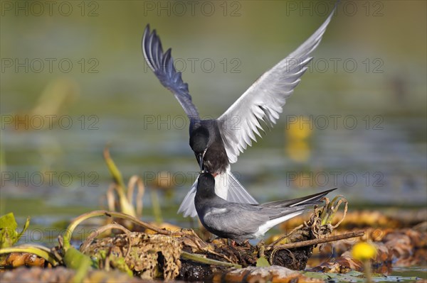 Black Tern