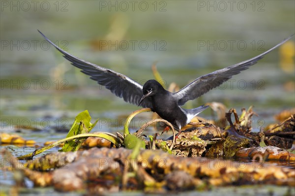 Black Tern