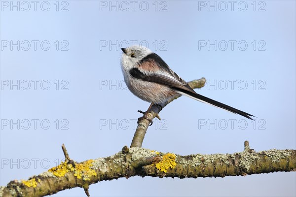 Long-tailed tit