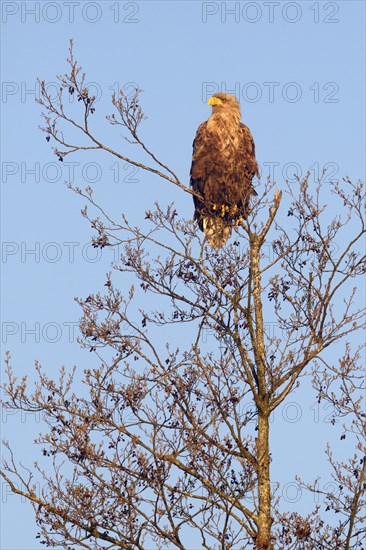 White-tailed eagle