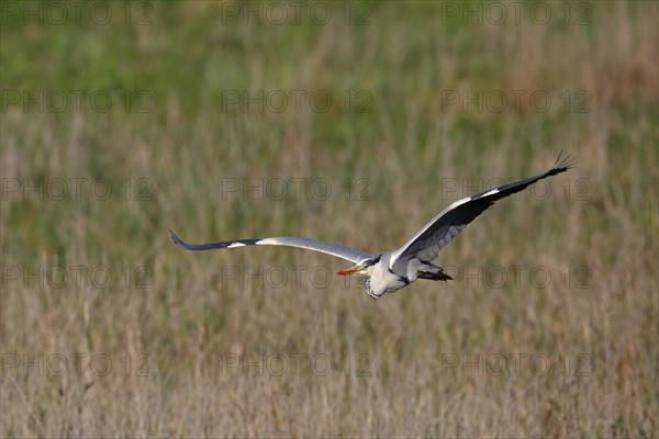 Grey heron