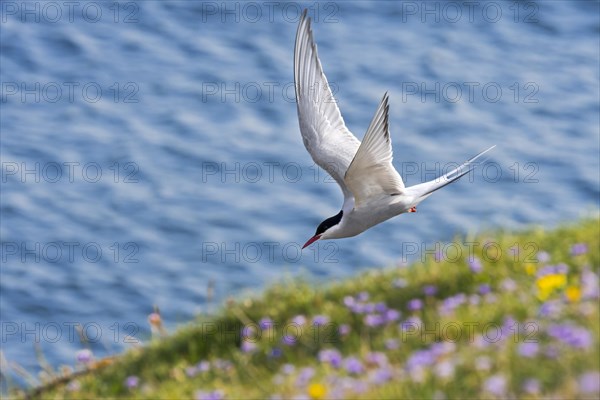 Arctic tern