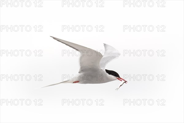 Arctic tern