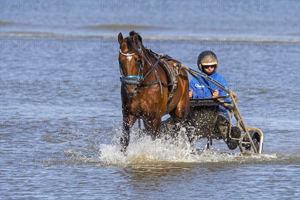 Harness racing horse being exercised on the beach