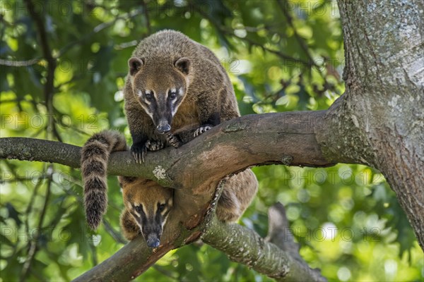 Two curious South American coatis