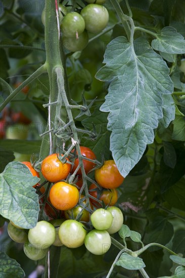 Red tomatoes