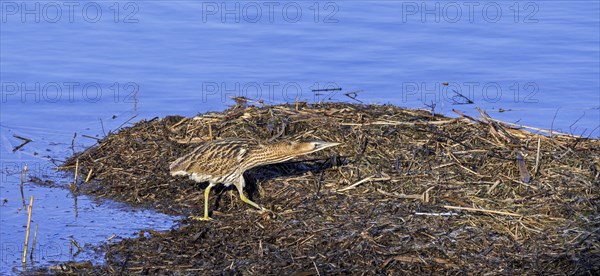 Eurasian bittern