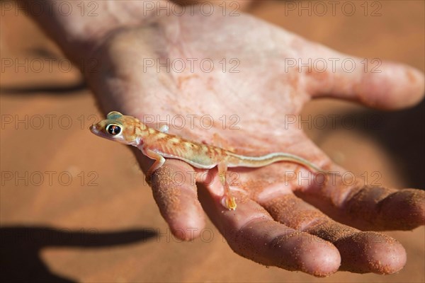 Namib sand gecko