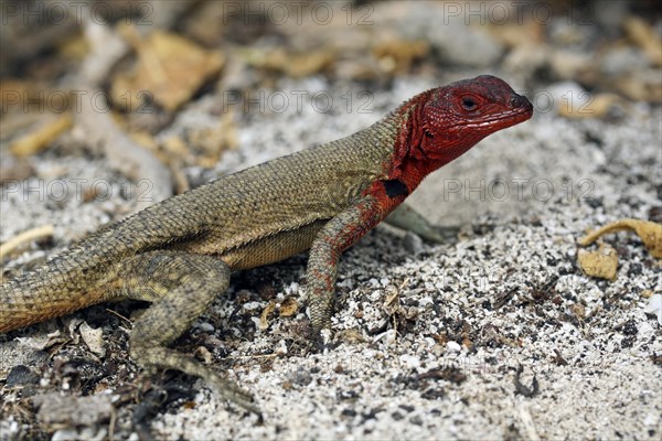 Female Espanola lava lizard