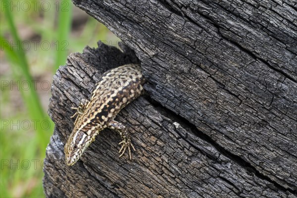 Common wall lizard