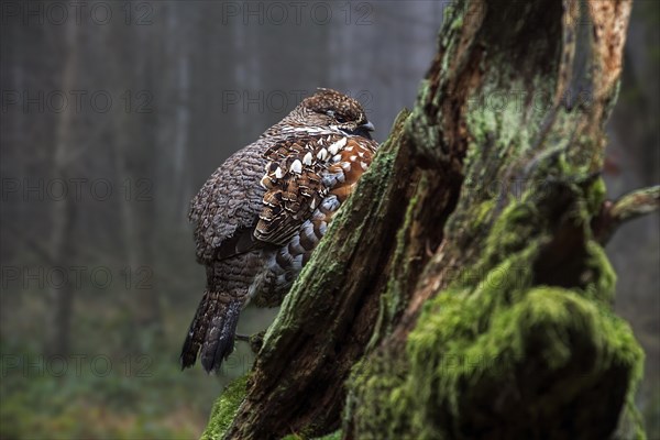 Hazel grouse