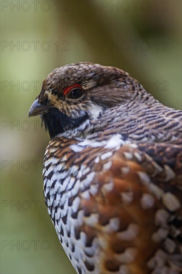 Hazel grouse