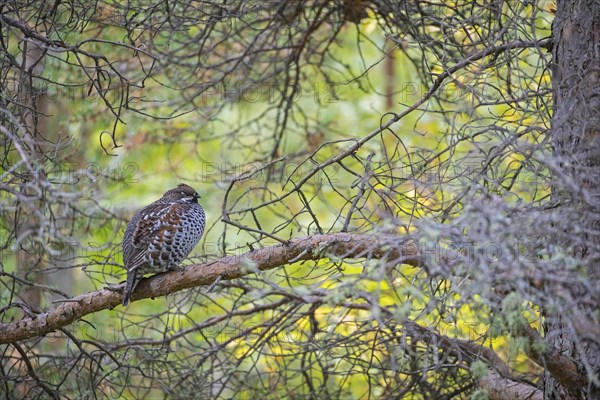 Hazel grouse