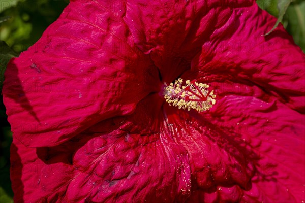 Hibiscuses