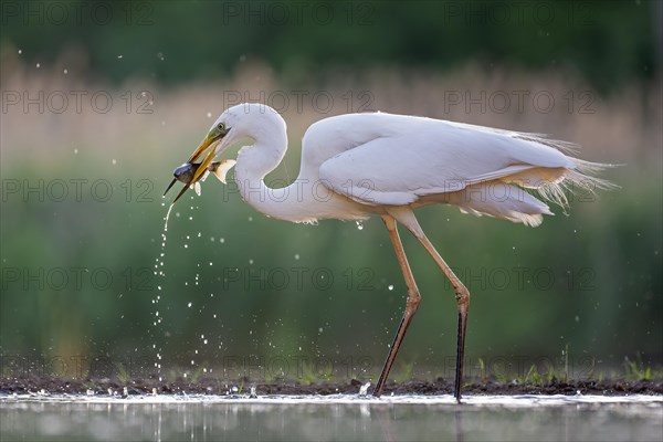 Great egret