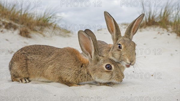 European rabbit