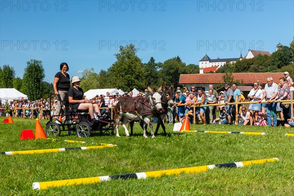 Donkey carriage driving through course