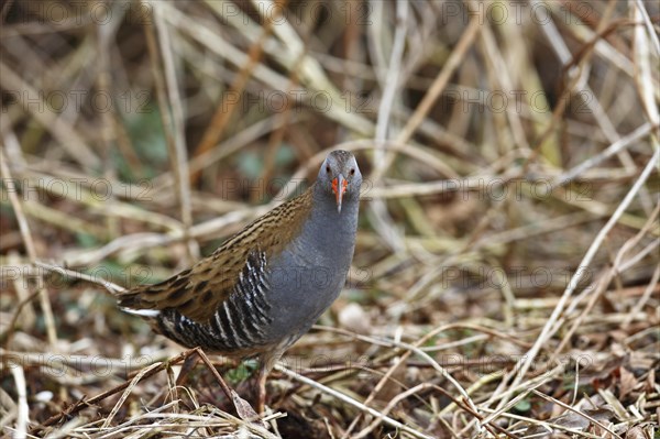 Water rail