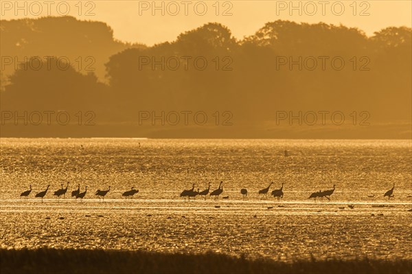 Flock of common cranes