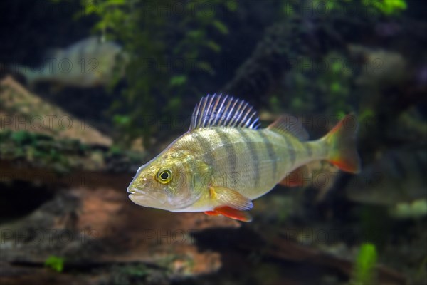 European perch