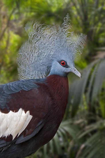 Sclater's crowned pigeon