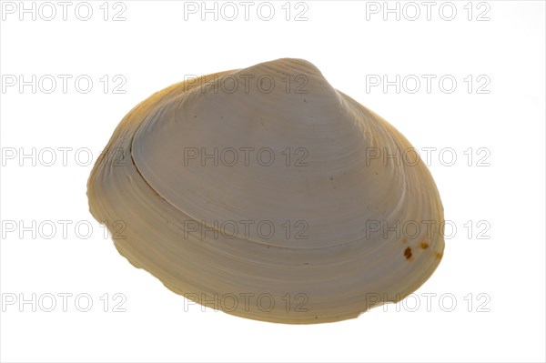 Atlantic surf clam