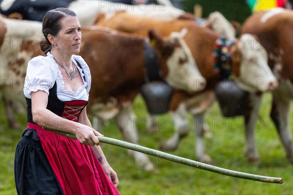 Alpine herdswoman with stick driving cattle