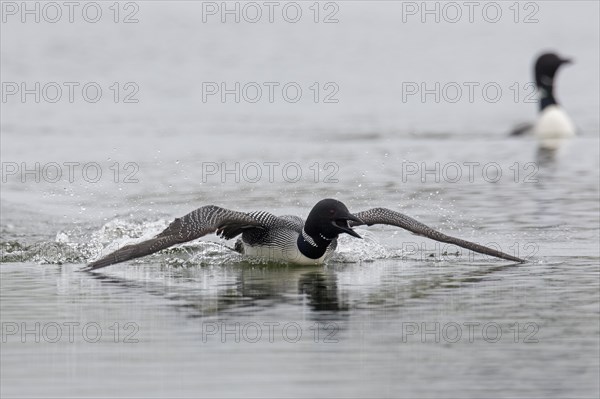 Common loon