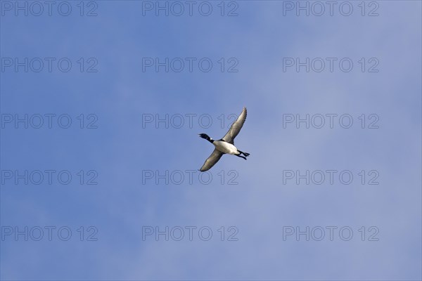 Common loon