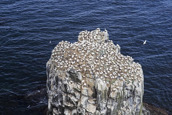 Northern gannets