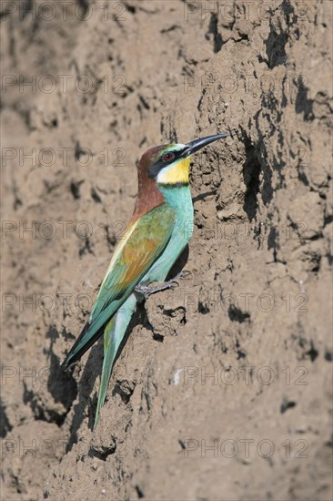 European bee-eater