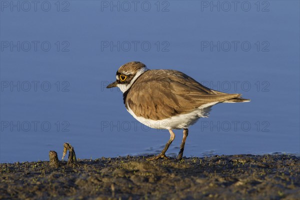 Little ringed plover