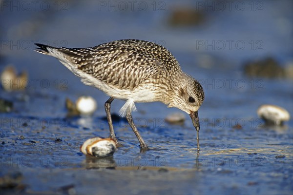 Grey plover