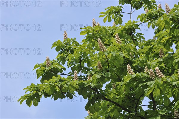 Horse-chestnut