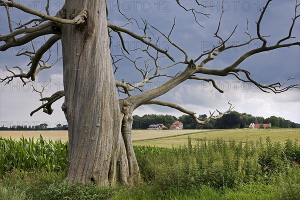 Trunk and branches of dead sweet chestnut