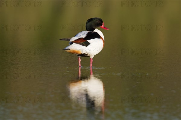 Reflection of male common shelduck