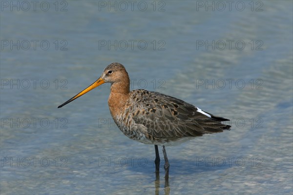 Black-tailed godwit